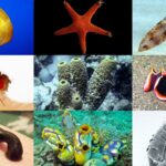Contoh Hewan Invertebrata Mengenal Lebih Dekat Hewan Tanpa Tulang Belakang