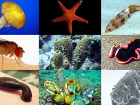 Contoh Hewan Invertebrata Mengenal Lebih Dekat Hewan Tanpa Tulang Belakang