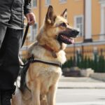 Anjing Polisi: Peran, Pelatihan, dan Kemampuan Luar Biasa dalam Penegakan Hukum