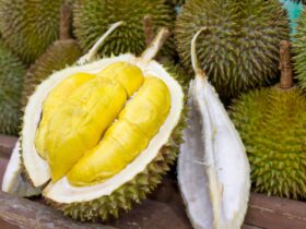 Durian Musang King: Rasa Premium, Harga Tinggi, dan Fakta Pentingnya