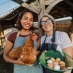 Harga Telur Peternak Rakyat: Faktor yang Mempengaruhi, Tren Pasar, dan Cara Menjaga Stabilitas