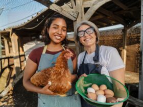 Harga Telur Peternak Rakyat: Faktor yang Mempengaruhi, Tren Pasar, dan Cara Menjaga Stabilitas