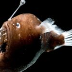 Ikan Lampu atau Seadevil Sudah Naik ke Permukaan: Fakta, Penyebab, dan Dampaknya