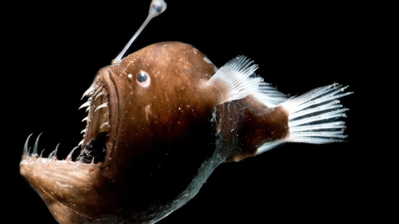 Ikan Lampu atau Seadevil Sudah Naik ke Permukaan: Fakta, Penyebab, dan Dampaknya