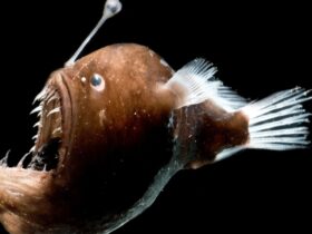 Ikan Lampu atau Seadevil Sudah Naik ke Permukaan: Fakta, Penyebab, dan Dampaknya