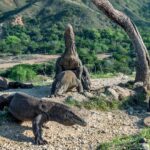 Jelaskan Cara Perkembangbiakan Hewan Komodo untuk Menjaga Kelestarian Spesiesnya