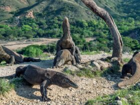 Jelaskan Cara Perkembangbiakan Hewan Komodo untuk Menjaga Kelestarian Spesiesnya