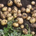 Kentang Berkembang Biak Dengan Cara Apa? Penjelasan Lengkap dan Mudah Dipahami