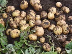 Kentang Berkembang Biak Dengan Cara Apa? Penjelasan Lengkap dan Mudah Dipahami