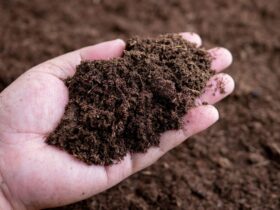 Pupuk Kompos: Cara Membuat, Manfaat, dan Tips Menggunakannya untuk Tanaman Sehat