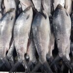 Ikan Bandeng Air Payau: Panduan Lengkap Budidaya, Manfaat, dan Tips Sukses