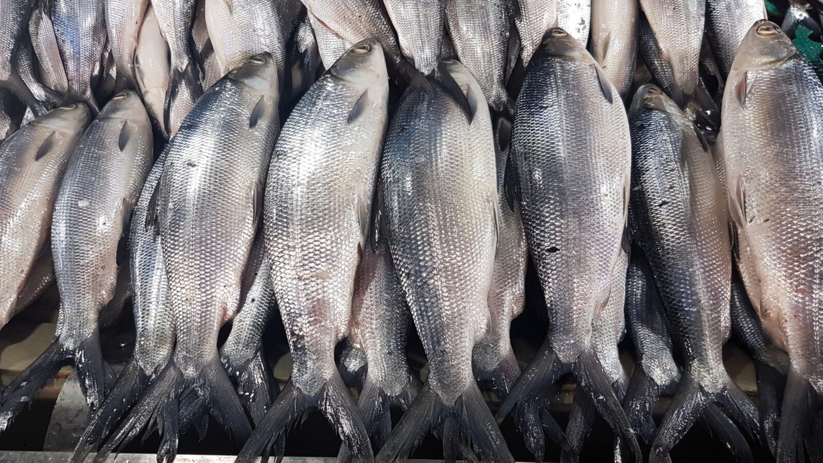 Ikan Bandeng Air Payau: Panduan Lengkap Budidaya, Manfaat, dan Tips Sukses