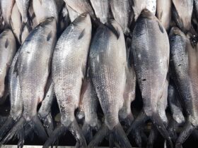 Ikan Bandeng Air Payau: Panduan Lengkap Budidaya, Manfaat, dan Tips Sukses